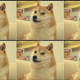 Illustration for article titled For the Love of Doge, Please Do Not Get a Shiba Inu